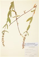 藏品(毛沼生水蘇)的圖片
